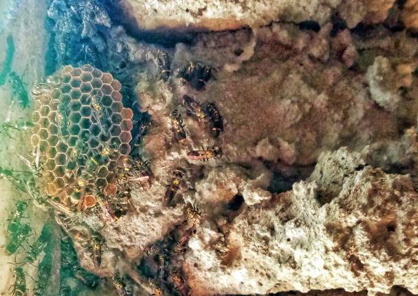 荷兰乙组联赛_别招惹！广东一老人中招荷兰乙组联赛，不幸去世