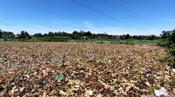 山东泰山vs北京国安_重庆一农户意外离世留下20多万元债务山东泰山vs北京国安，200亩藕塘内数万斤藕愁销路，多方助家属卖藕还债