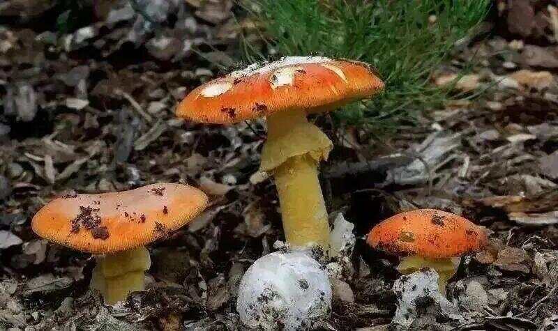 皇冠信用盘登2代理_网红发文悼念婆婆:吃了邻居送的蘑菇中毒皇冠信用盘登2代理,抢救四天四夜死亡!这些蘑菇避毒原则可能是陷阱→