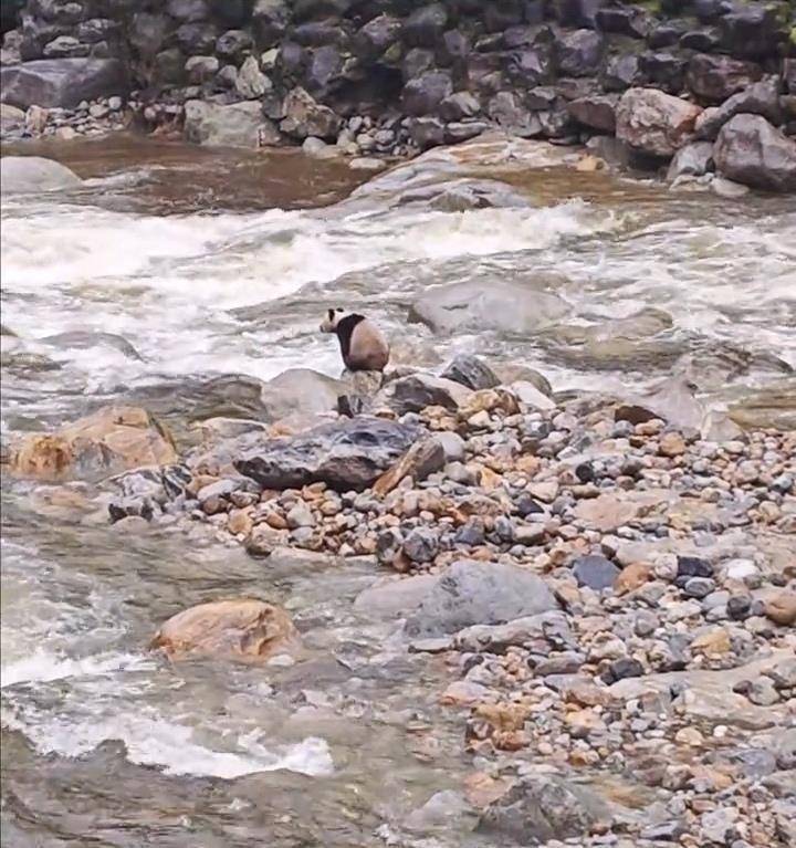 皇冠皇冠平台_游客在陕西龙吟峡偶遇大熊猫过河皇冠皇冠平台，景区：系纯野生秦岭大熊猫，今年首次发现