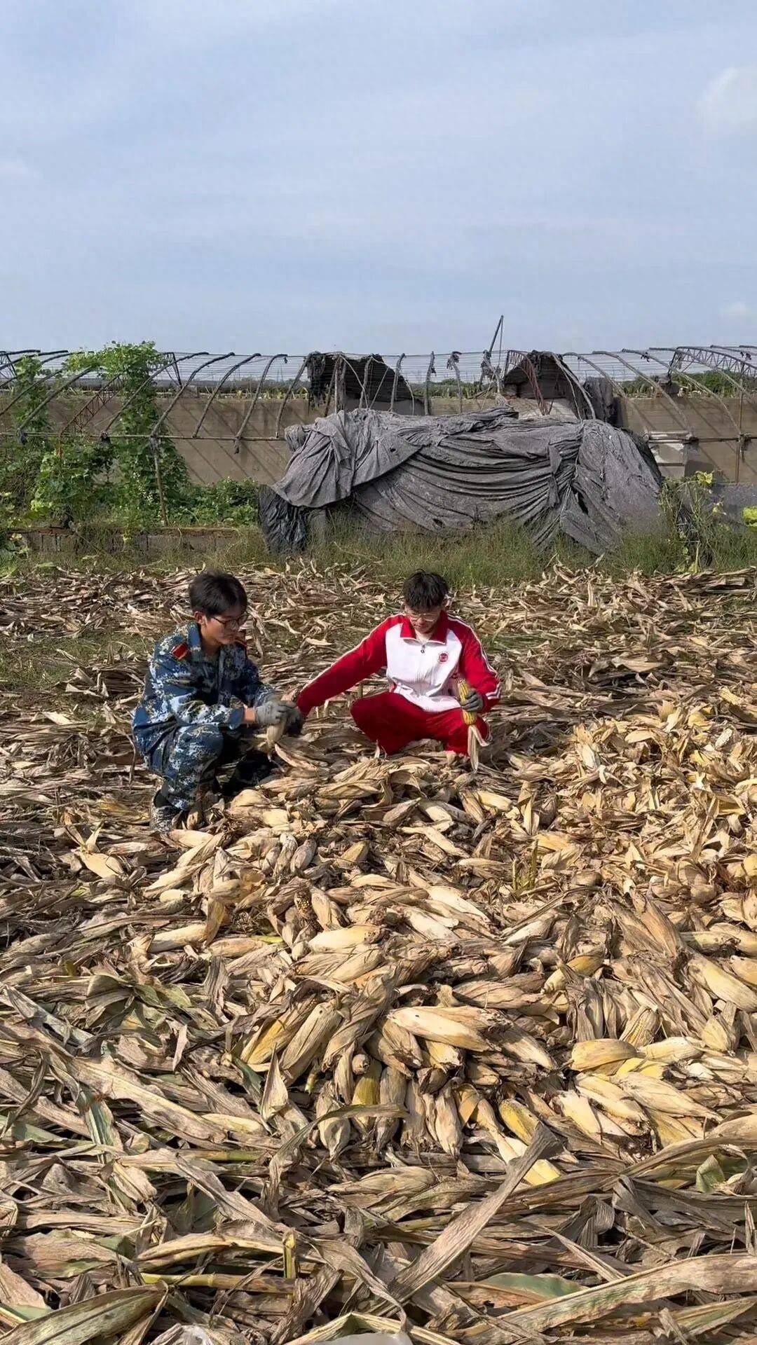 皇冠信用网登1_山东一大学生国庆8天假掰了7天半玉米皇冠信用网登1,本人称“自己多弯一次腰父母就少吃一点苦”