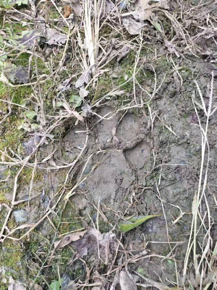 白俄罗斯 vs丹麦
_湖北鹤峰县疑再现老虎踪迹白俄罗斯 vs丹麦
,村民家猪遭袭,玉米地发现脚印,此前男子自称干农活时被抓伤,当地回应