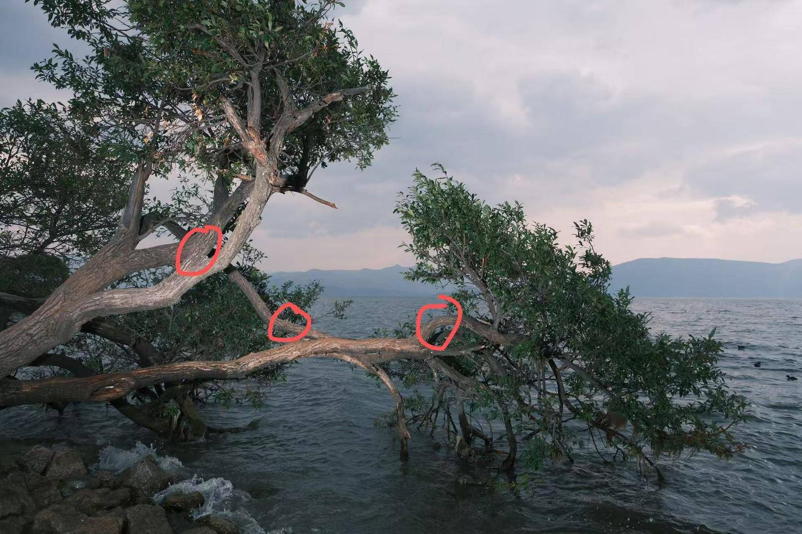 皇冠信用盘在哪里注册
_大理洱海摄影师反映网红“歪脖子树”多处被锯 洱海管理局工作人员：情况正在核查