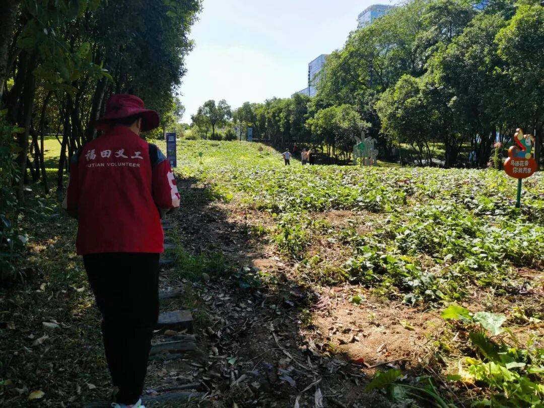 皇冠信用網结算日
_深圳市中心竟有一大片“红薯地”皇冠信用網结算日
!官方紧急提醒:请勿私挖
