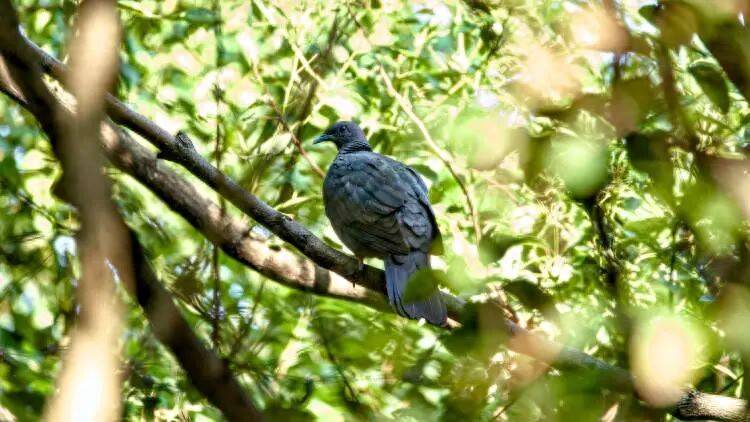 皇冠球网怎么做代理
_百年罕见!首次在上海被目击皇冠球网怎么做代理
,有人专门从北京“打飞的”赶来