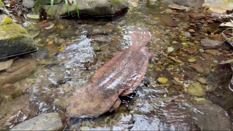 皇冠信用網开户
_江西宜春:河道现16斤野生娃娃鱼 多方联动救助成功放生