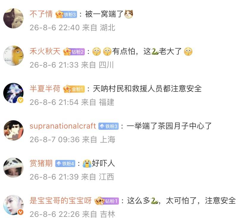 皇冠信用网申请_云南一茶园发现眼镜王蛇皇冠信用网申请，仔细一看，竟然是一家38口！网友：这是眼镜王蛇月子中心